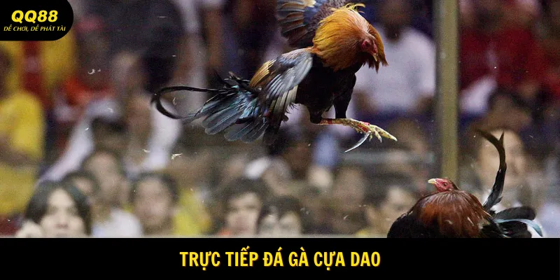 Trực Tiếp Đá Gà QQ88 - Giải Trí Chiến Kê Cực Hấp Dẫn 2 truc-tiep-da-ga-cua-dao